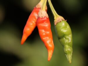 How to grow chilies Successfully - paper in Ceylon analytics