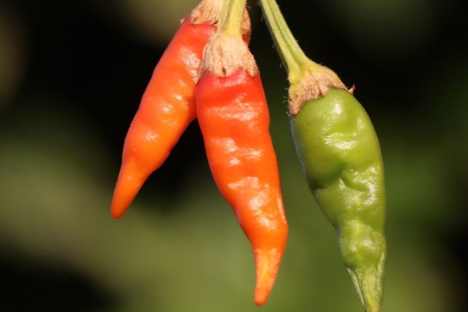 How to grow chilies Successfully - paper in Ceylon analytics