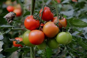 how to grow tomato Ceylon analytics