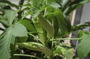 How To grow Okra on Ceylon analytics