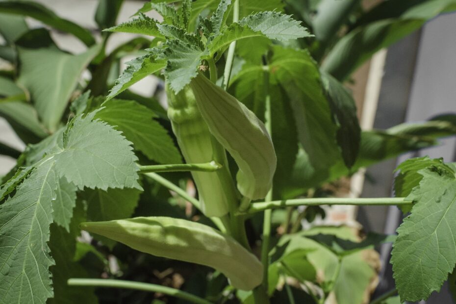 How To grow Okra on Ceylon analytics