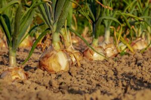 How to grow the best onion? successfully ceylon analytics