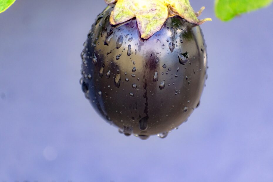 how to grow Brinjal vegetable ceylonanlytics