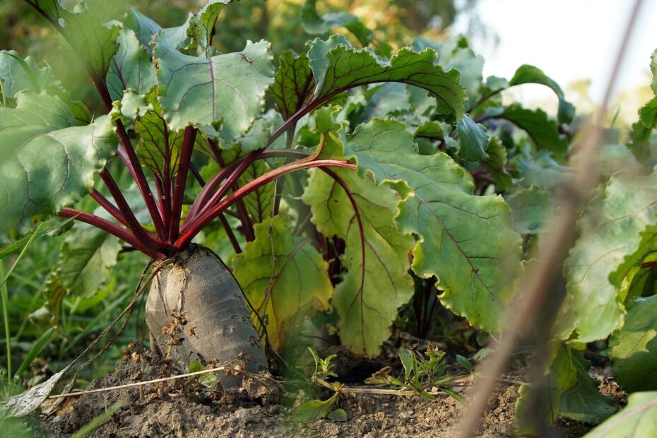 How to grow the best beetroot successfully