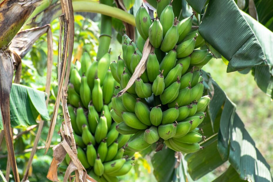 How To Grow the Best Banana? successfully/කොහොමද සාර්ථකව කෙහෙල් වගා කරන්නේ Ceylon analytics