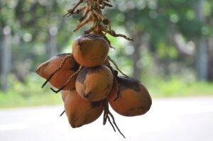 How to grow King Coconut in ceylon analytics