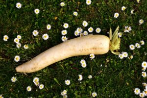 How to grow radish in successfully. in ceylon analytics
