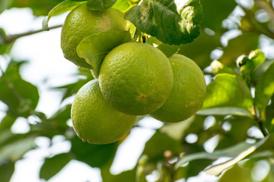 How to grow lime in Ceylon analytics