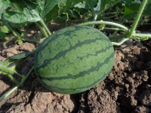 Watermelon Ceylon analytics