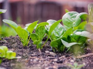 how to grow Spinach, Ceylon analytics.