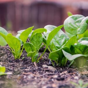 how to grow Spinach, Ceylon analytics.