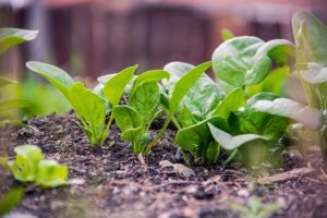 How to grow the best Spinach, Ceylon analytics