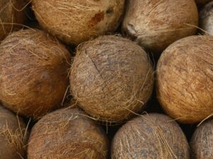 Coconut Stock on Ceylon Analytics