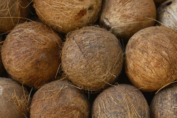 Coconut Stock on Ceylon Analytics